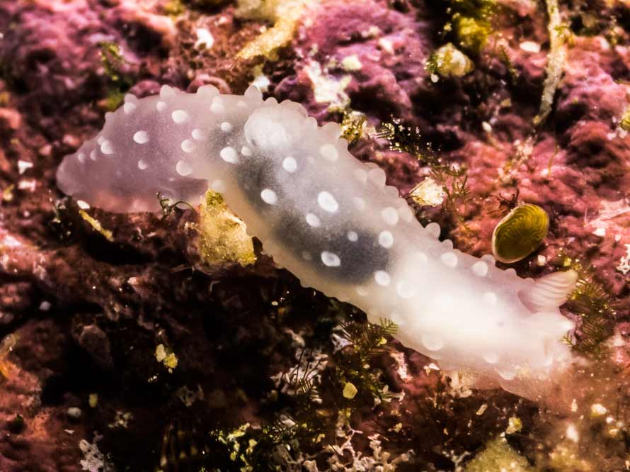 Gymnodoris tuberculosa